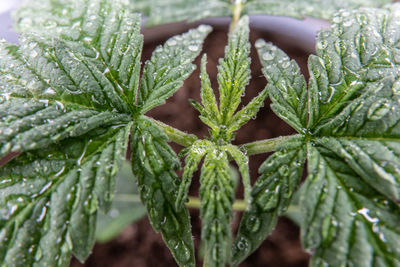 Close-up of wet plant leaves