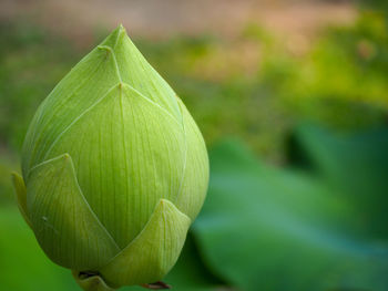 Close-up of fresh green leaves