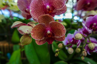 Close-up of pink phalaenopsis orchids