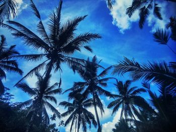 Low angle view of palm trees against blue sky