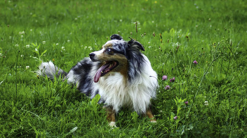 View of dog on grass