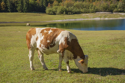 Full length of a horse grazing in field