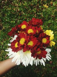 Close-up of hand holding flowers