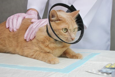 Close-up of ginger cat on table