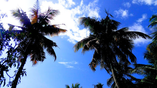 Low angle view of palm trees against sky