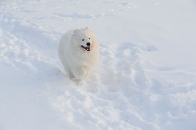 High angle view of a dog in snow