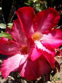 Close-up of pink flowers