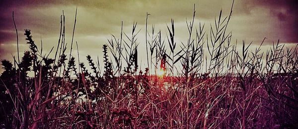 Scenic view of landscape against sky at sunset