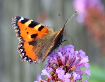 Close-up of butterfly pollinating on flower