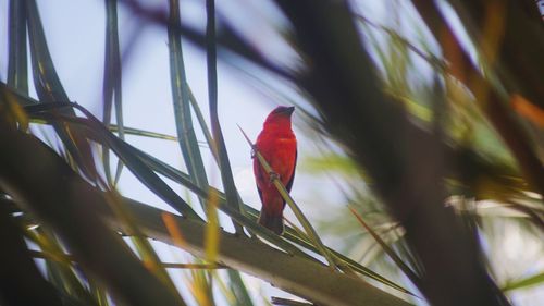 Close-up of plant against blurred background