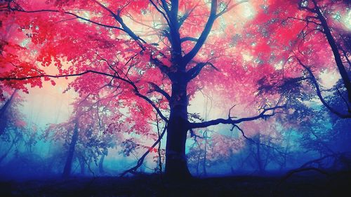 Trees against sky during autumn