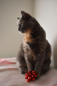 Close-up of a cat looking away at home