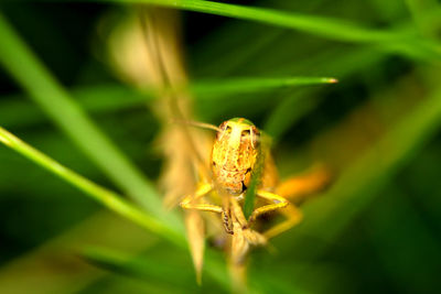 Close-up of spider