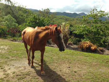 My horse in the garden