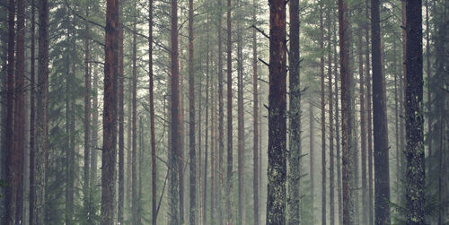 Pine trees in forest