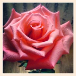 Close-up of red rose