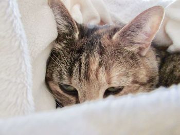 Close-up of tabby cat