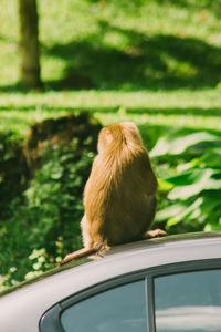 Northern pig-tailed macaque is on the roof of the saloon.