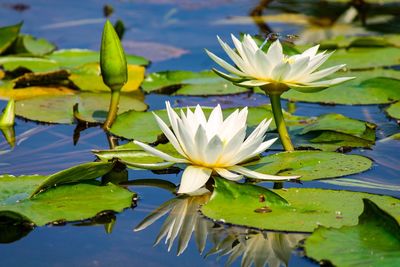 Close-up of lotus water lily in lake