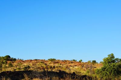 Trees on landscape against clear blue sky