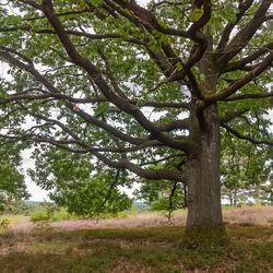 Trees growing on field in forest