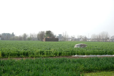 Scenic view of agricultural field against clear sky