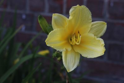 Close-up of yellow flower