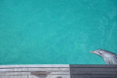 High angle view of turtle in swimming pool