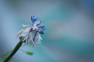 Close-up of wilted flower