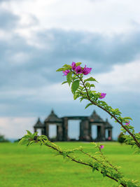 Close-up of flowering plant against cloudy sky