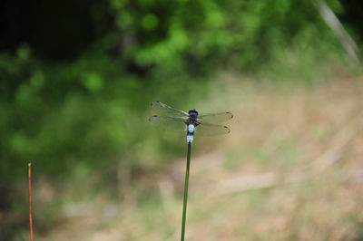 Close-up of dragonfly perching on plant