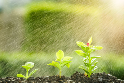 Water drops on plant