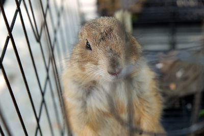 Close-up portrait of a rabbit in cage