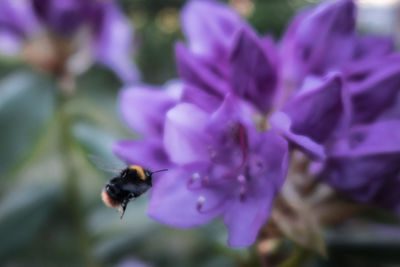 Close-up of bee pollinating on purple flower