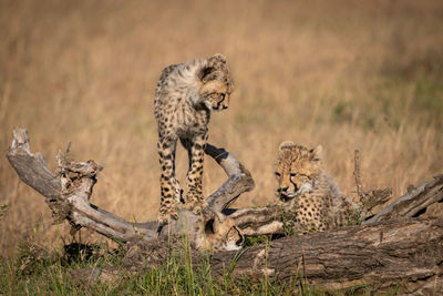 Family of cheetah relaxing on field