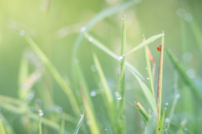 Close-up of insect on wet grass