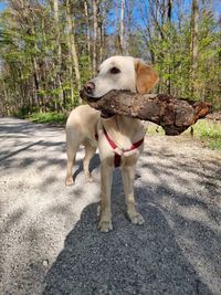Retriever with wood in forrest
