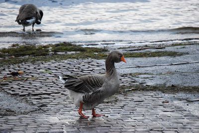 Close-up of birds by lake