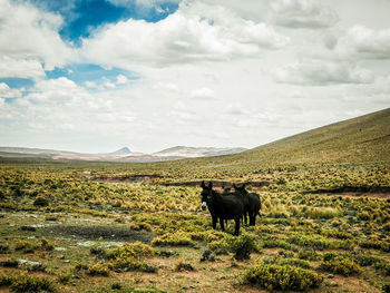 Cow on field against sky