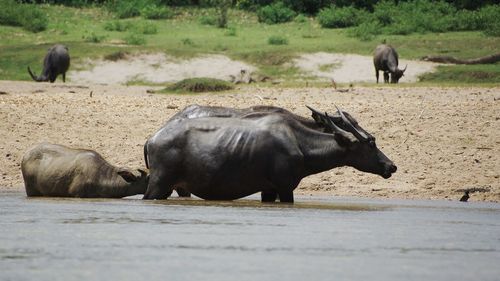 Spotted a water buffaloes along the river