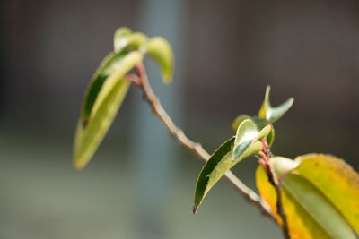 Close-up of flower buds