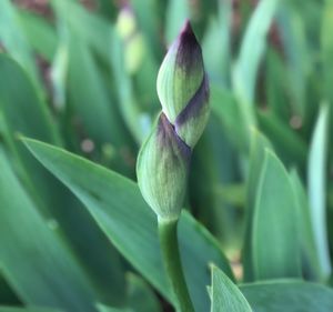 Close-up of flowering plant