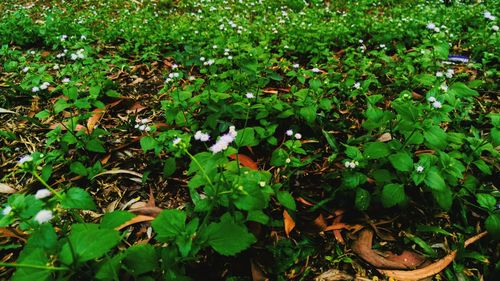 Full frame shot of plants growing on field