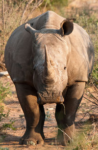 Rhinoceros from the fromt