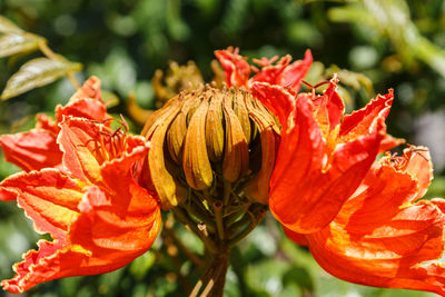 Close-up of red poppy blooming outdoors