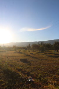 sunlight