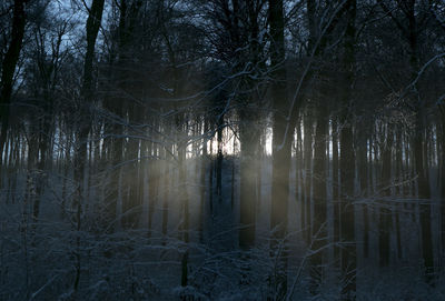 Bare trees in forest