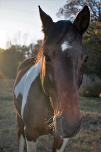 Close-up portrait of horse standing on field