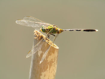 Close-up of dragonfly on twig