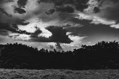 Low angle view of trees on field against sky